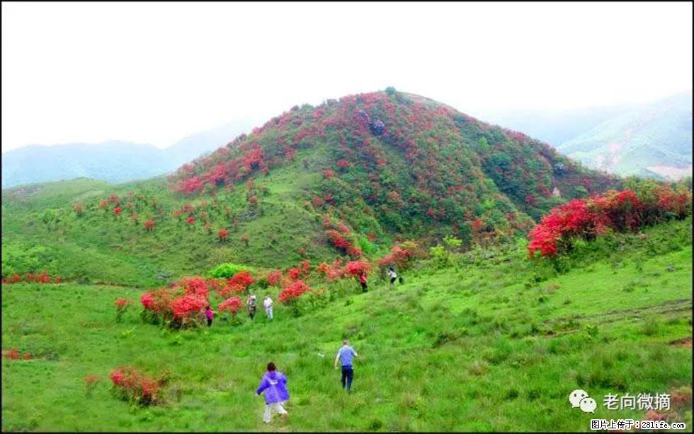 【春天，广西桂林灌阳县向您发出邀请！】宝盖山上映山红 - 游山玩水 - 巴中生活社区 - 巴中28生活网 bazhong.28life.com