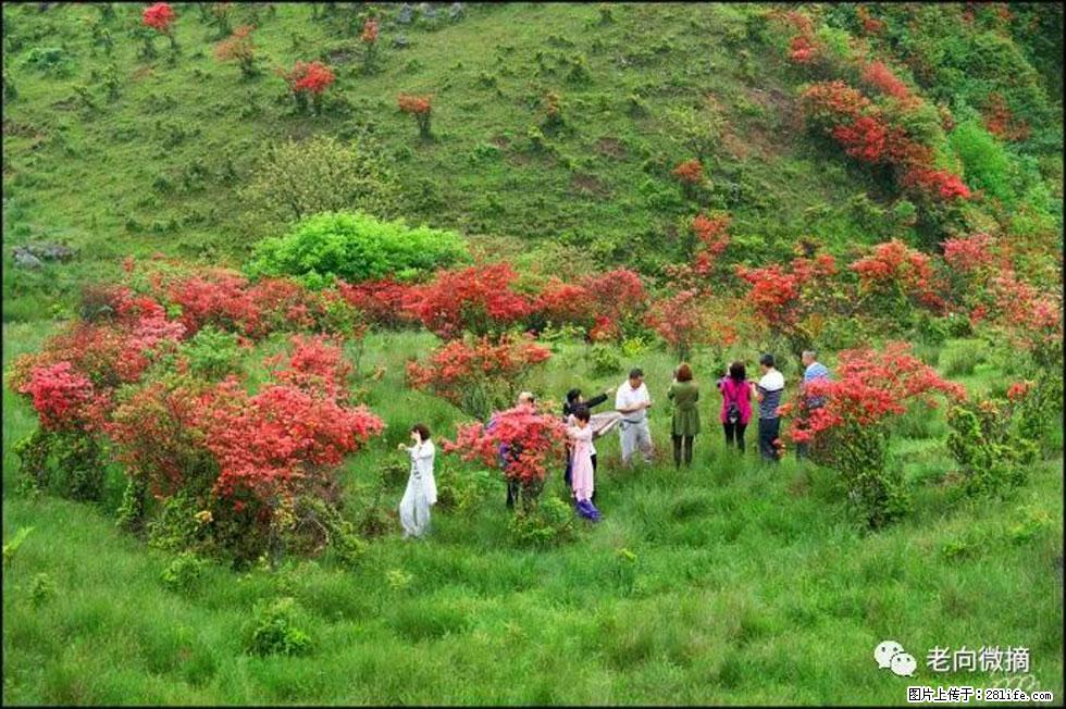 【春天，广西桂林灌阳县向您发出邀请！】宝盖山上映山红 - 游山玩水 - 巴中生活社区 - 巴中28生活网 bazhong.28life.com