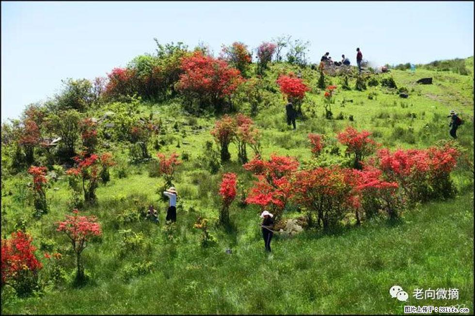 【春天，广西桂林灌阳县向您发出邀请！】宝盖山上映山红 - 游山玩水 - 巴中生活社区 - 巴中28生活网 bazhong.28life.com