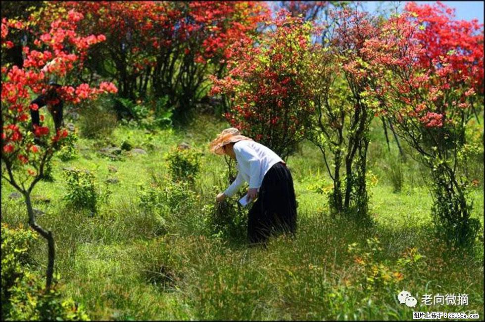 【春天，广西桂林灌阳县向您发出邀请！】宝盖山上映山红 - 游山玩水 - 巴中生活社区 - 巴中28生活网 bazhong.28life.com