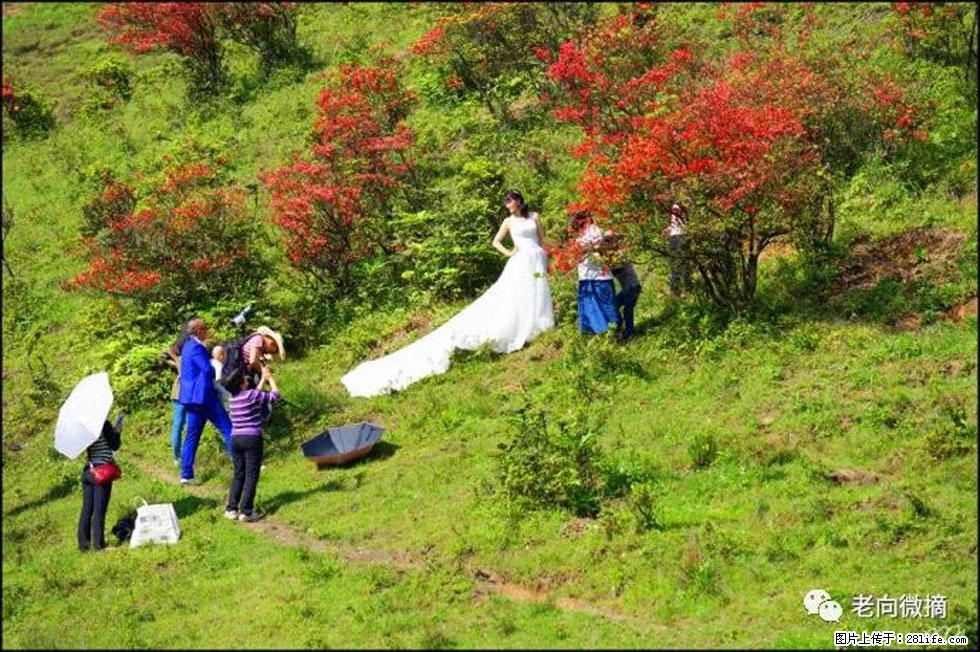 【春天，广西桂林灌阳县向您发出邀请！】宝盖山上映山红 - 游山玩水 - 巴中生活社区 - 巴中28生活网 bazhong.28life.com