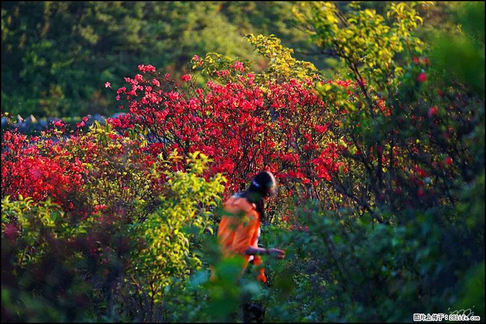 【春天，广西桂林灌阳县向您发出邀请！】春木界上映山红 - 游山玩水 - 巴中生活社区 - 巴中28生活网 bazhong.28life.com