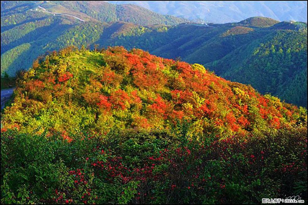 【春天，广西桂林灌阳县向您发出邀请！】春木界上映山红 - 游山玩水 - 巴中生活社区 - 巴中28生活网 bazhong.28life.com