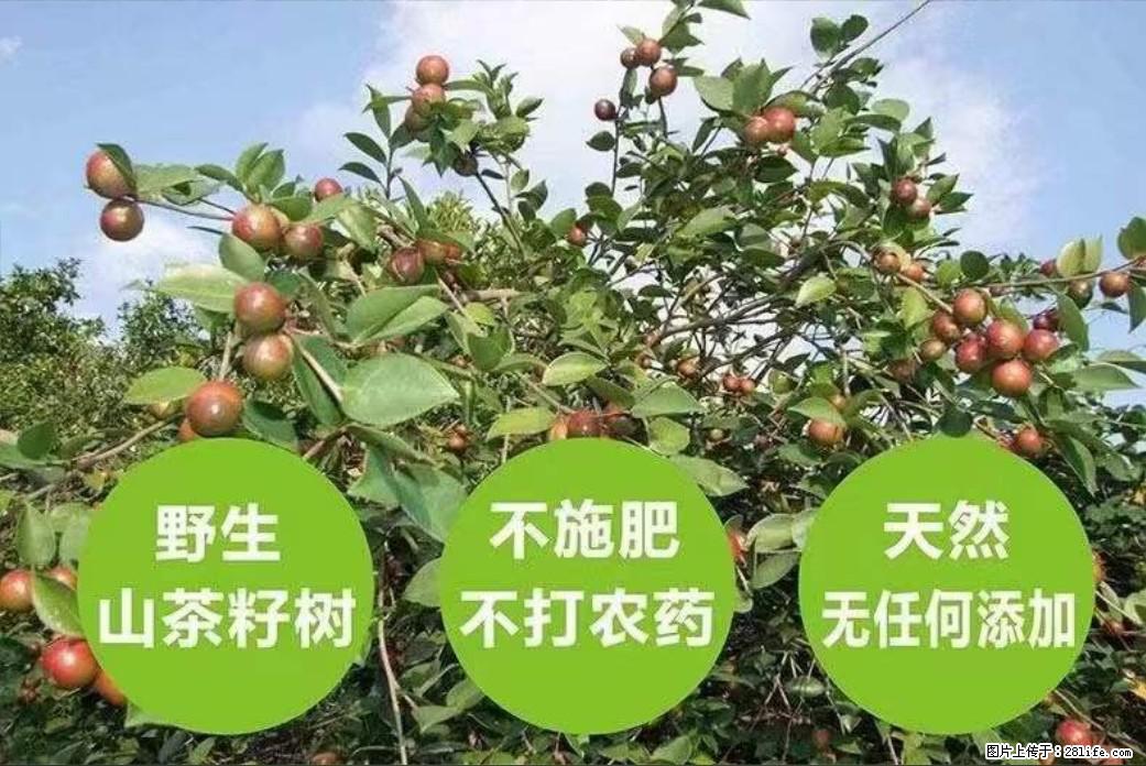 【灌阳县油茶产业示范区】一个有着充实的精神生活的人,对待身外之物自会有一种淡泊的态度 - 美食天地 - 巴中生活社区 - 巴中28生活网 bazhong.28life.com