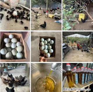 油茶园从小鸡仔开始养起的纯土鸡、土鸡蛋可以预定啦！还有前几天刚榨的纯山茶油哦 - 巴中28生活网 bazhong.28life.com