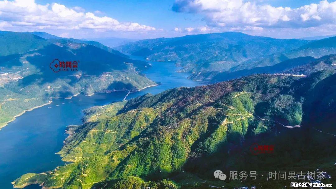 时间果百年古树龙珠普洱生茶 - 购物交流 - 巴中生活社区 - 巴中28生活网 bazhong.28life.com