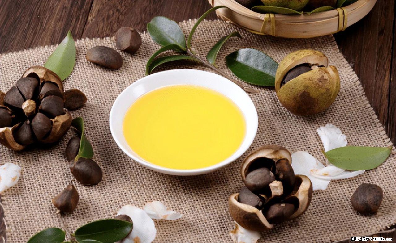 揭秘茶油的5大核心营养成分!被称为人体健康的“守护盾”! - 巴中生活资讯 - 巴中28生活网 bazhong.28life.com