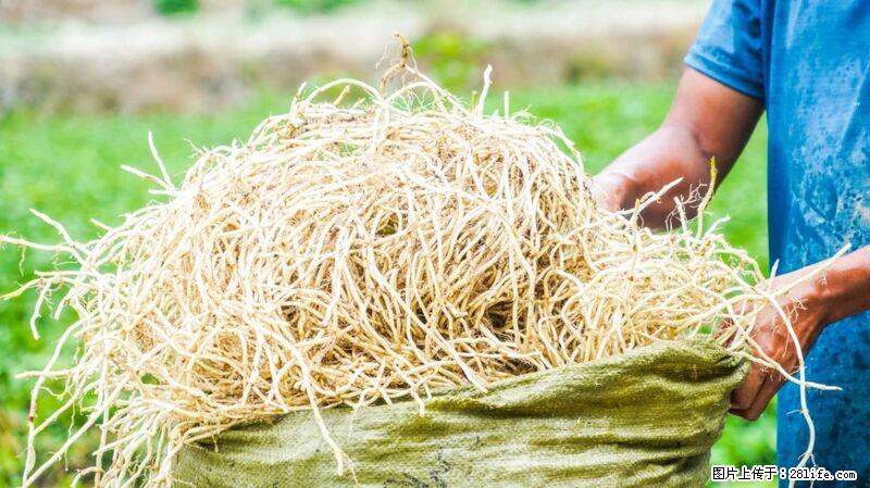 堪称“最难吃”的蔬菜,却是 “抗辐射神器”,还能护肺、清热、止咳化痰! - 巴中生活资讯 - 巴中28生活网 bazhong.28life.com