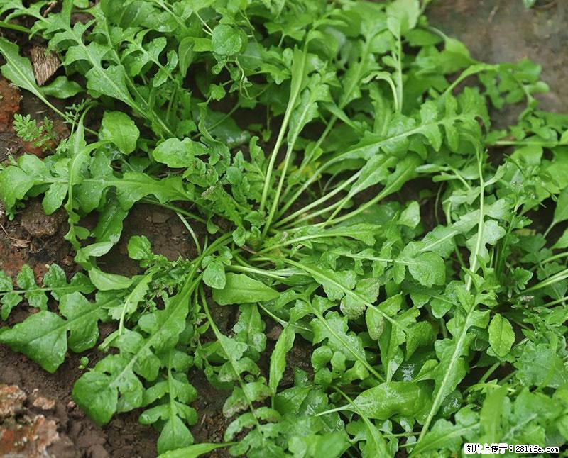 这些蔬菜是“天然钙片”，这6种被医生重点推荐 - 巴中生活资讯 - 巴中28生活网 bazhong.28life.com