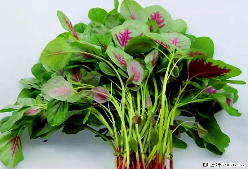 这些蔬菜是“天然钙片”，这6种被医生重点推荐 - 巴中生活资讯 - 巴中28生活网 bazhong.28life.com