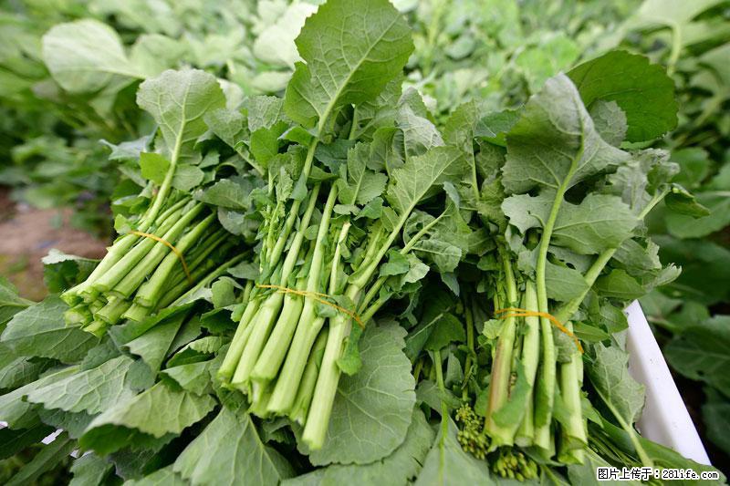 这些蔬菜是“天然钙片”，这6种被医生重点推荐 - 巴中生活资讯 - 巴中28生活网 bazhong.28life.com